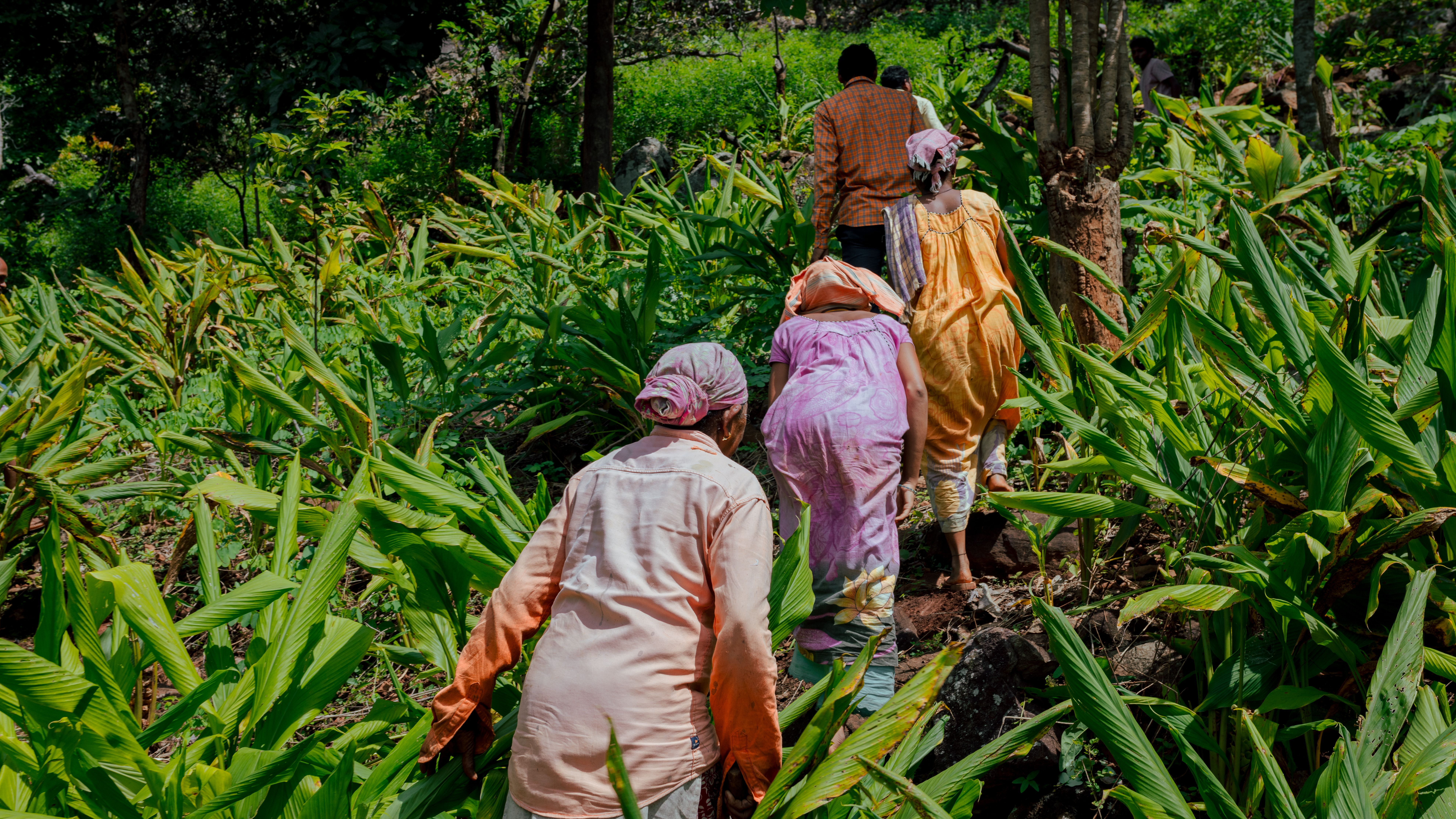 Farmers in a field