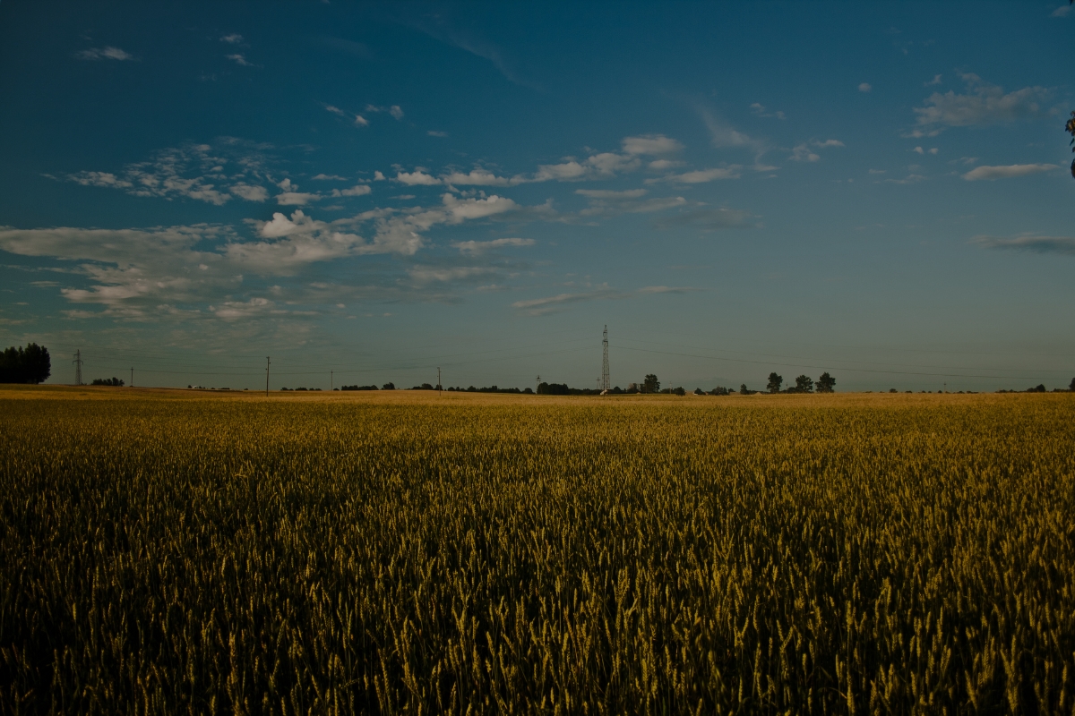Farmers in a field