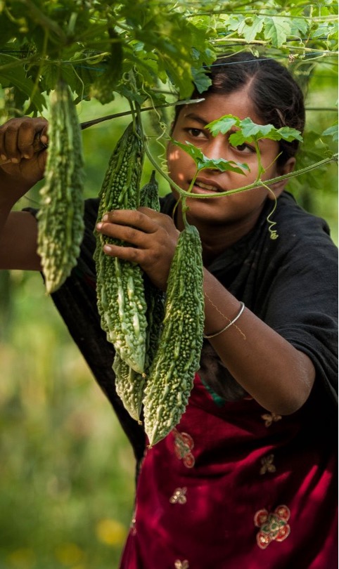 Farmer in the field